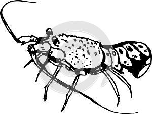 Spiny lobster. Vector illustration