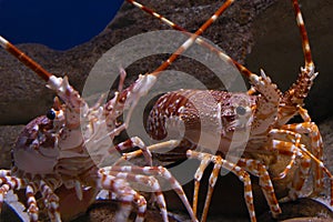 Spiny lobsters