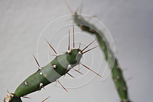 Spiny mamillaria with fleshy leaves