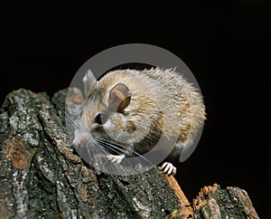 SPINY MICE acomys dimidiatus