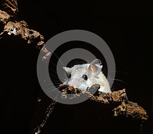 SPINY MICE acomys dimidiatus