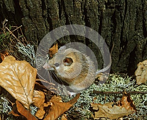 Spiny Mice, acomys dimidiatus, Adult