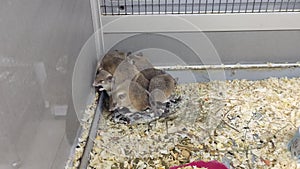 Spiny mice sleep in a group in the corner of a container