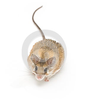 Spiny mouse