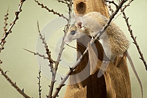 Spiny mouse acomys climbs over the bizarre stump