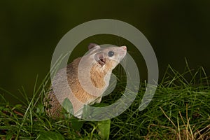 Spiny mouse profile portrait