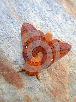 Spiny oakworm orange spotted moth on rock
