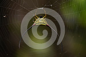Spiny Orb Spider in Southeast Asia.