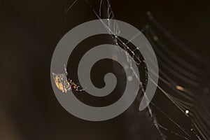 Spiny orb weaver on it`s web