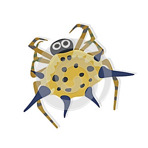 Spiny Orb Weaver Spider Isolated