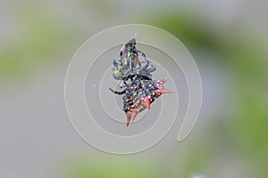 Spiny Orbweaver Spider Eating Its Prey photo