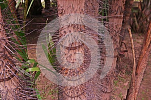 Spiny palm trunk