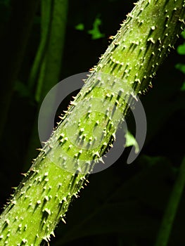 Spiny petioles of the redwood leaf Gunnera manicata in a park