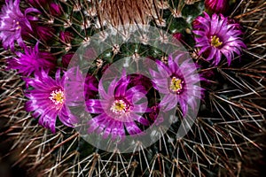 Spiny Pincushion Cactus