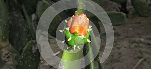 Spiny pink cactus flower