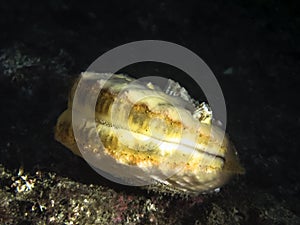 Spiny Pink Scallop Chlamys hastata