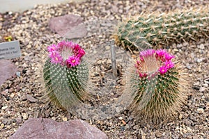 Spiny pinkushion cactus or Mammillaria Spinosissima plant in Saint Gallen in Switzerland