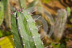 A spiny plant