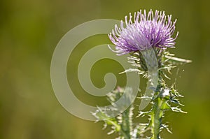 Spiny plumeless thistle