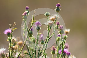 Spiny plumeless thistle in bloom closeup view with blurred background