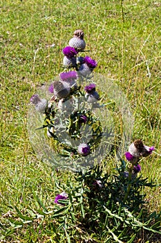 Spiny plumeless thistle in the meadow