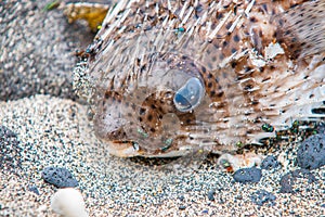 Spiny porcupine fish washup and inflated on beach with green flies