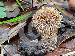 Spiny puffball, Lycoperdon echinatum, in fallen leaves. Stem visible.