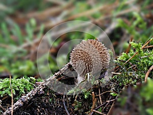 The Spiny Puffball Lycoperdon echinatum is an inedible mushroom photo