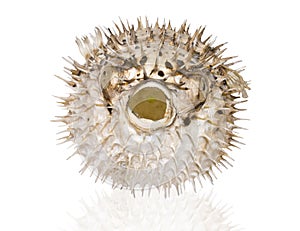 Spiny pufferfish on a white background
