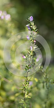 Spiny restharrow Ononis spinosa a plant of traditional russian herbal medicine used as an anodyne, antiphlogistic, aperient, coa
