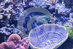 Spiny sea urchin Echinoidea