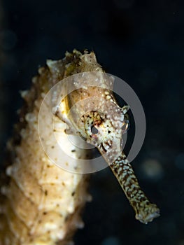 Spiny seahorse, Hippocampus histrix. Lembeh, Indonesia