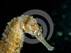 Spiny seahorse, Hippocampus histrix. Lembeh, Indonesia