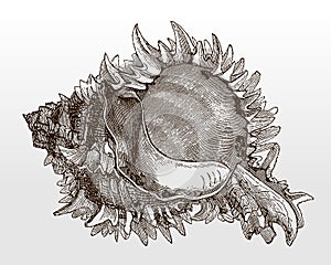 Spiny shell of the regal murex, hexaplex regius in apertural view photo