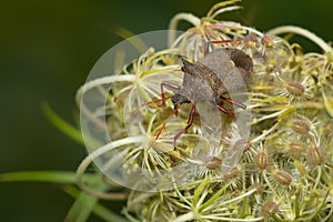 Spiny Shield Bug - Picromerus bidens