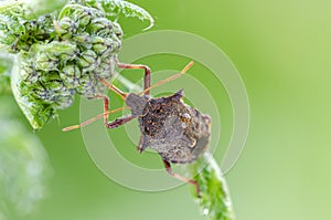 Spiny shieldbug feeding on grass in field photo