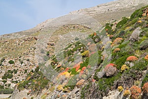 Spiny shrubs on slope of Greek mountain