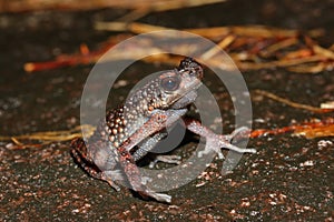 Spiny slender toad, Kina Balu stream toad (Ansonia spinulifer) in a natural habitat