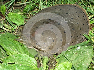 Spiny Softshell Turtle (Apalone spinifera) photo