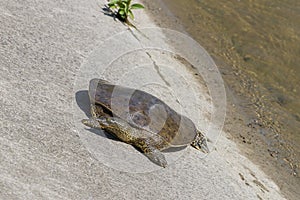 Spiny Softshell Turtle