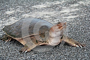 Spiny Softshell Turtle Crossing a Road