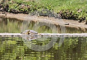 Spiny Softshell Turtle Sunning on Lake Barrier photo