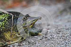 Spiny softshelled turtle