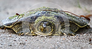 Spiny softshelled turtle