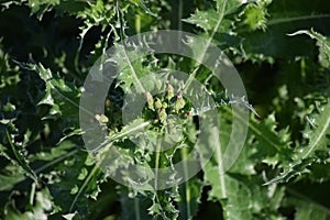 Spiny Sowthistle