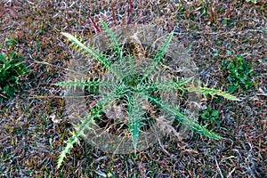 Spiny sowthistle plant, Sonchus asper in the himalayan region of Uttarakhand