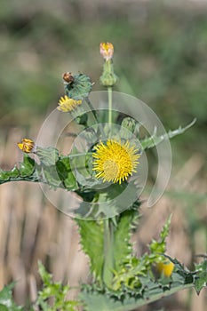 The spiny sowthistle (Sonchus asper).