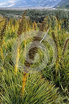 Spiny spaniard in Mount Cook, New Zealand photo