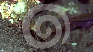 Spiny spider crab Achaeus spinosus on the sand in Zulu sea Dumaguete