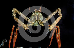 Spiny Spider Crab, maia squinado